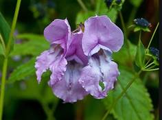 Description: https://farm8.staticflickr.com/7013/6818180717_5f22d19011_b.jpg